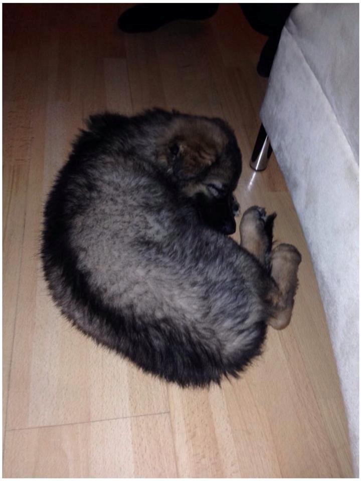 Schæferhund Bella billede 3