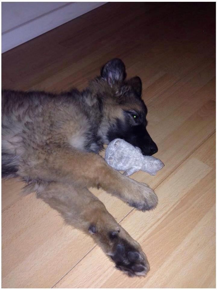 Schæferhund Bella billede 4