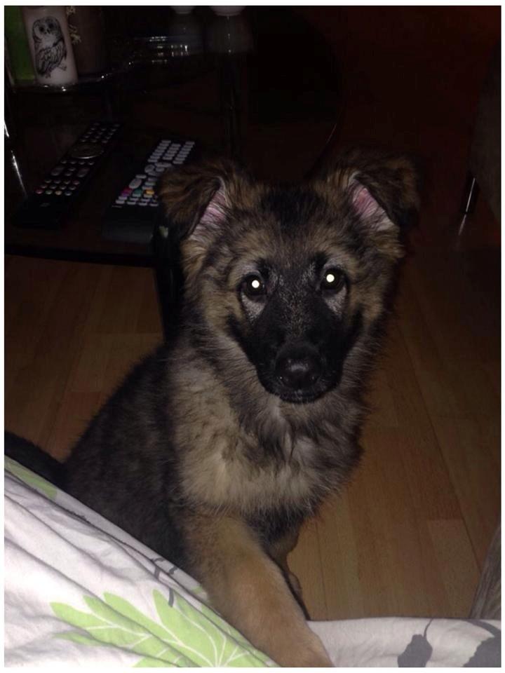 Schæferhund Bella billede 5