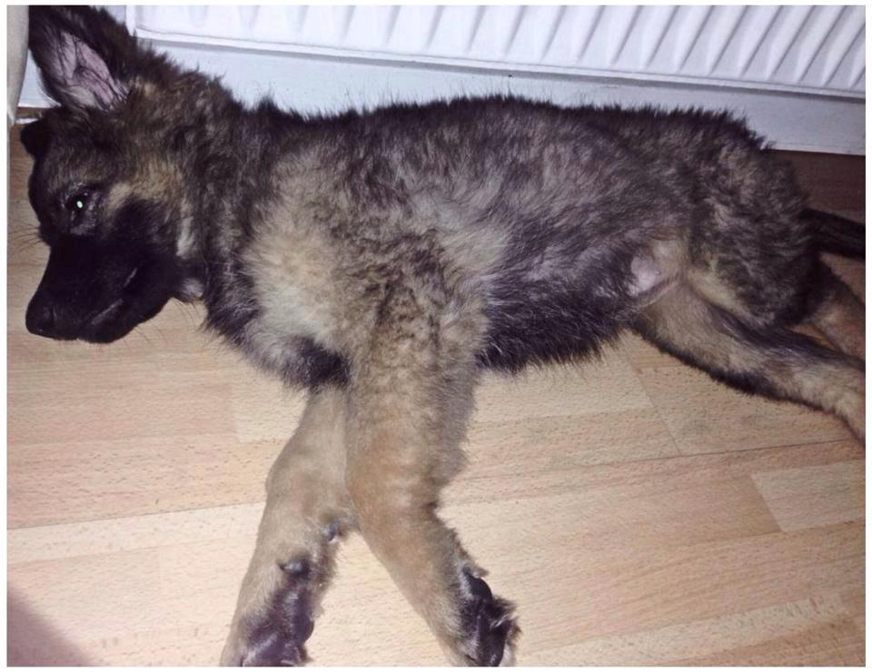 Schæferhund Bella billede 6