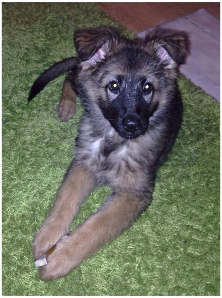 Schæferhund Bella billede 7