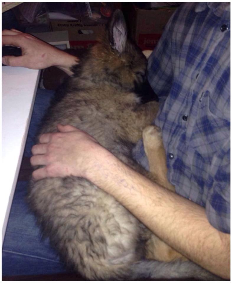 Schæferhund Bella billede 8