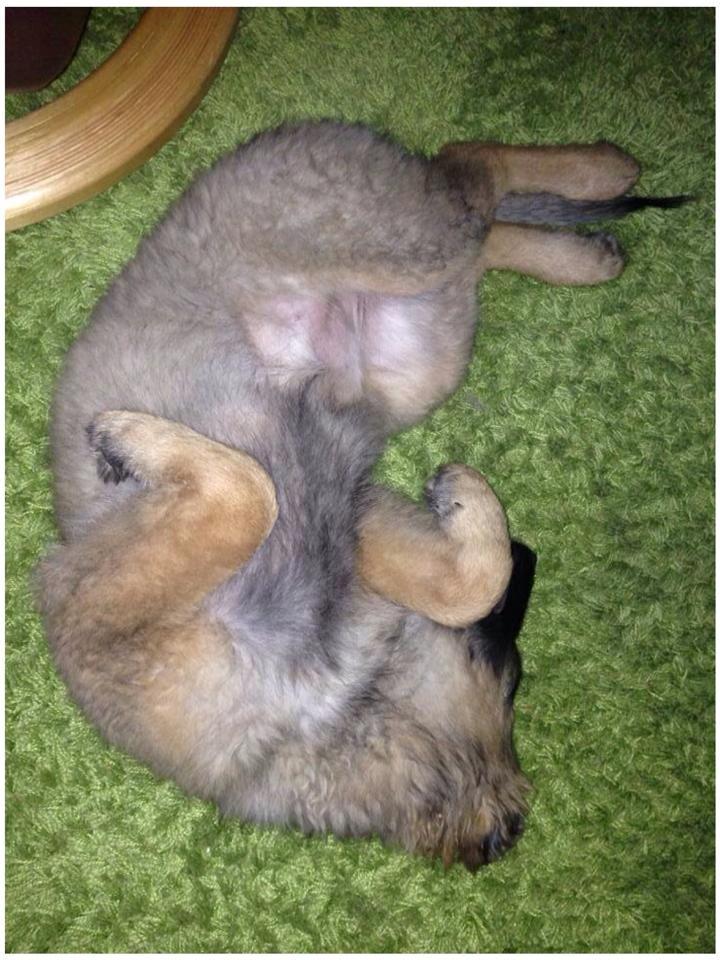 Schæferhund Bella billede 9