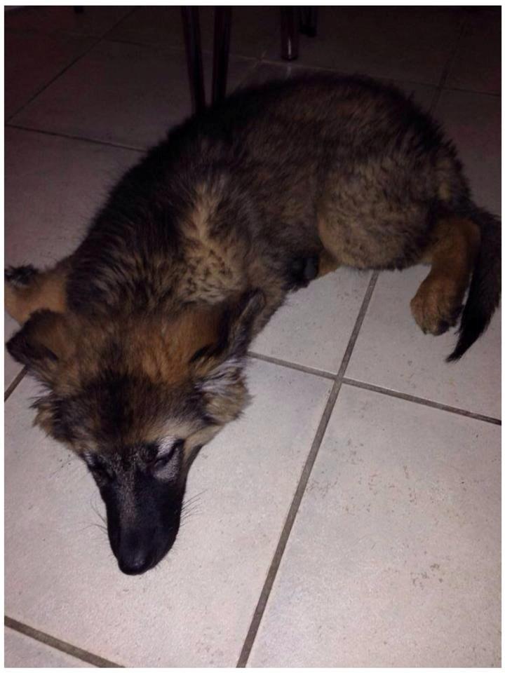 Schæferhund Bella billede 10