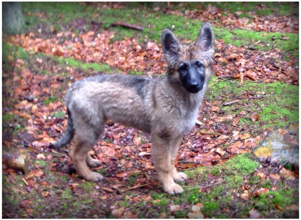 Schæferhund Bella billede 11