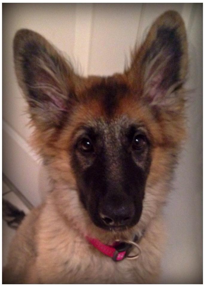 Schæferhund Bella billede 12