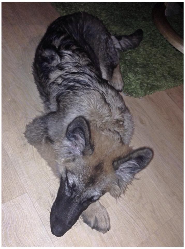 Schæferhund Bella billede 14