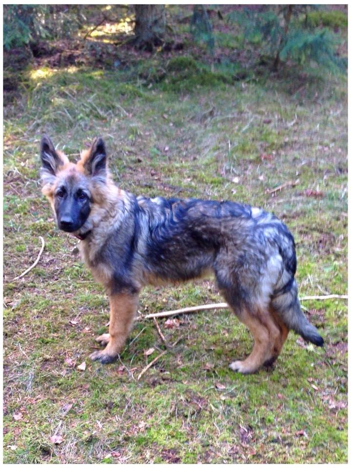 Schæferhund Bella billede 16