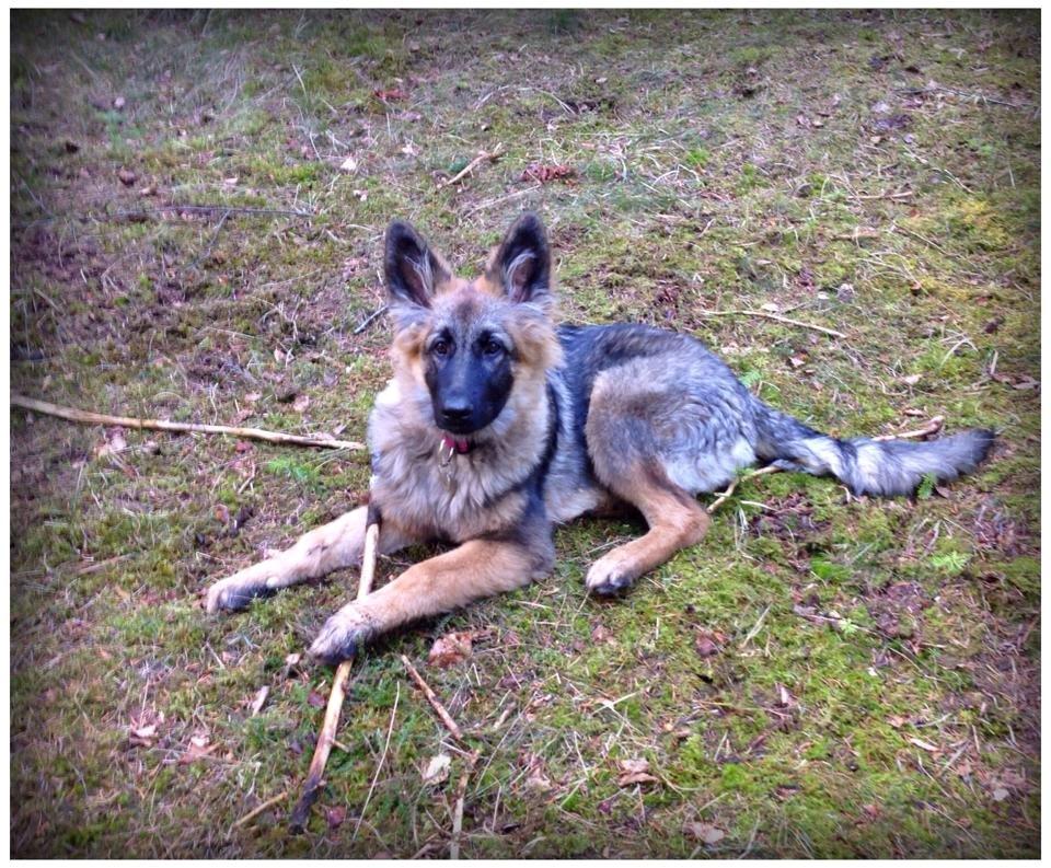 Schæferhund Bella billede 17