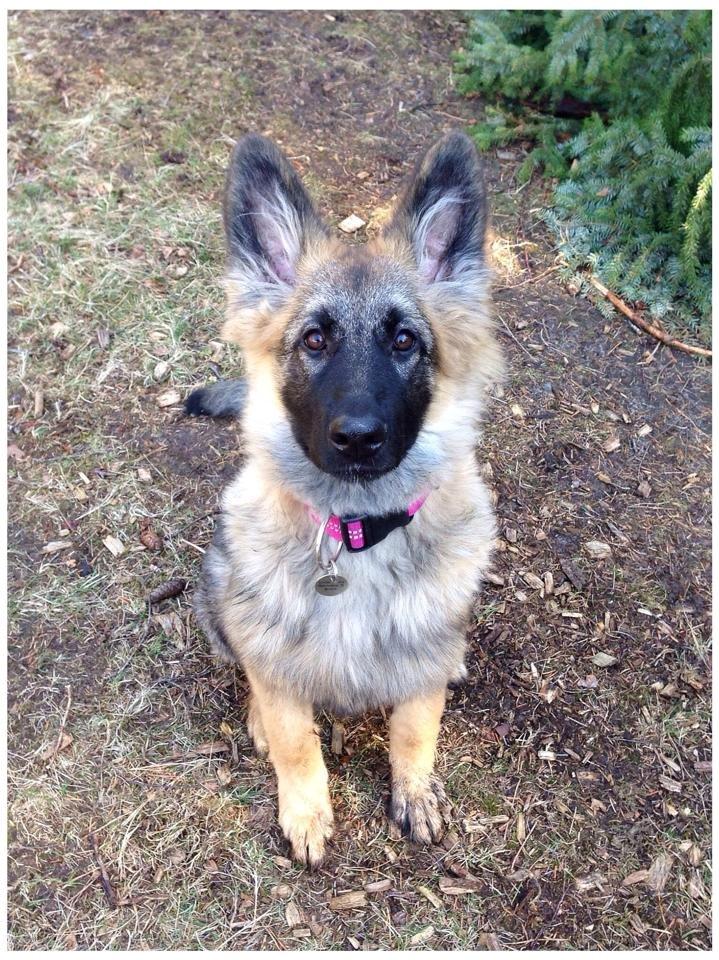 Schæferhund Bella billede 18