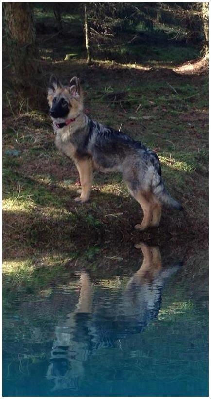 Schæferhund Bella billede 15