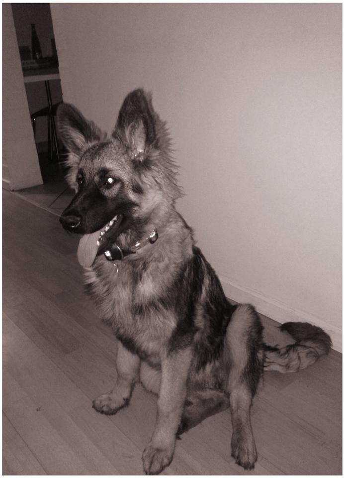 Schæferhund Bella billede 19