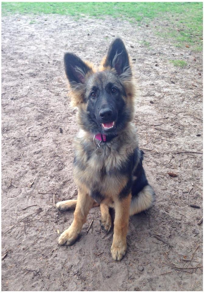 Schæferhund Bella billede 20