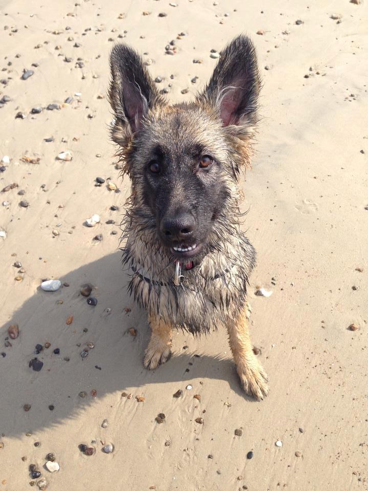 Schæferhund Bella billede 21