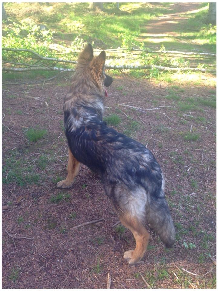 Schæferhund Bella billede 22