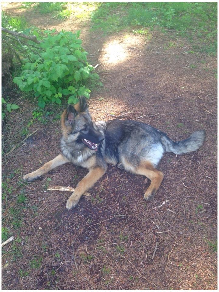 Schæferhund Bella billede 23