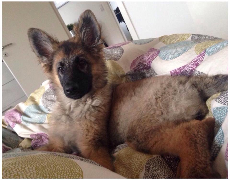 Schæferhund Bella billede 13