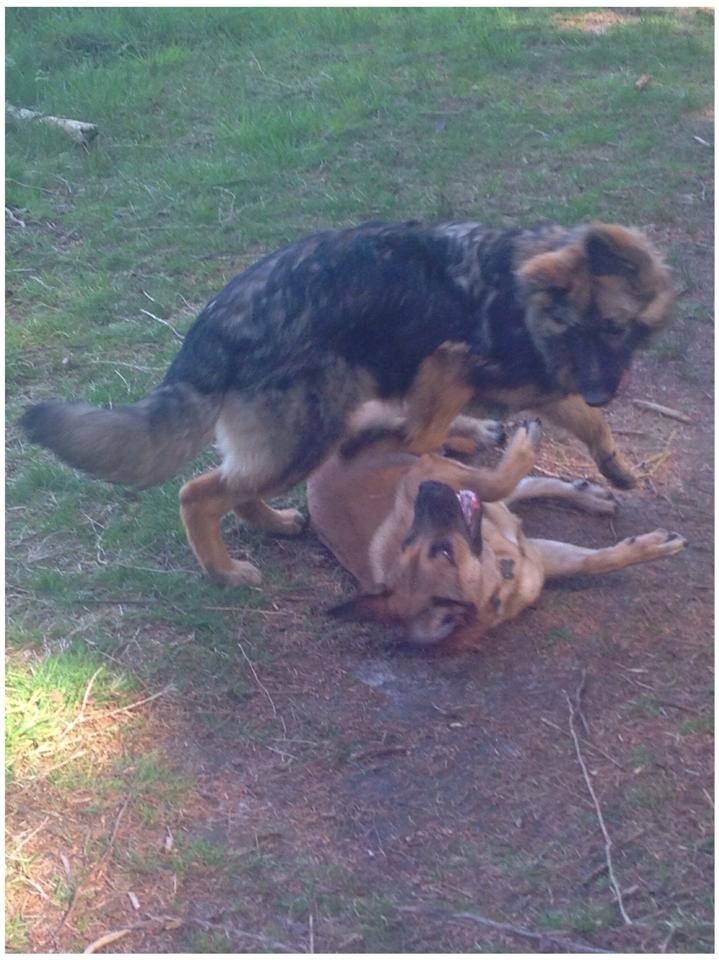 Schæferhund Bella - Bella og hendes bedste ven Vabis billede 24