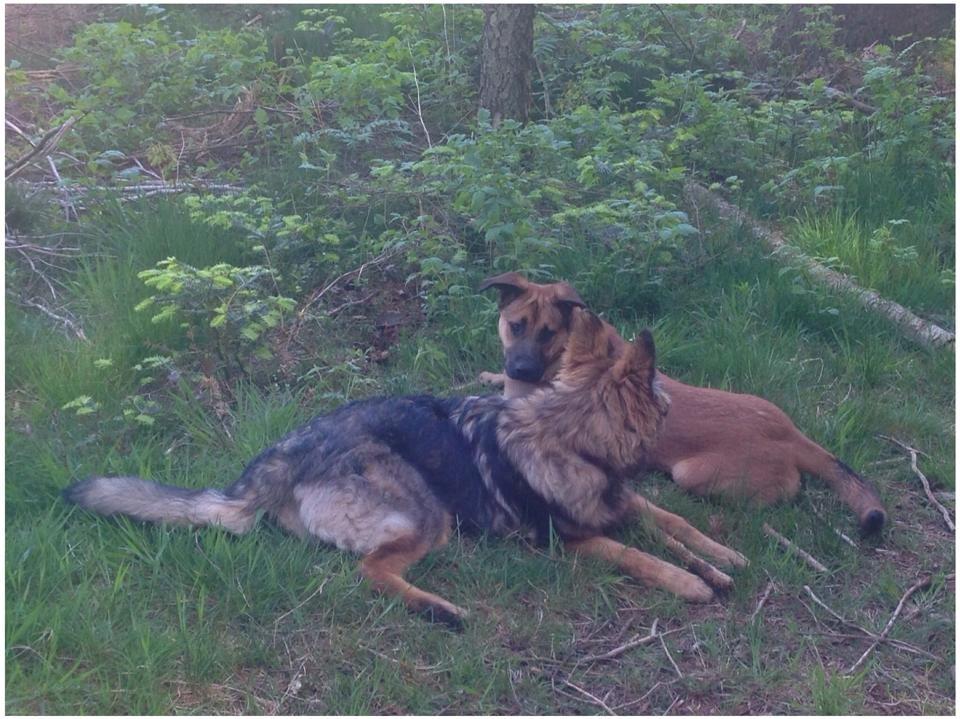 Schæferhund Bella - Bella og hendes bedste ven Vabis billede 25