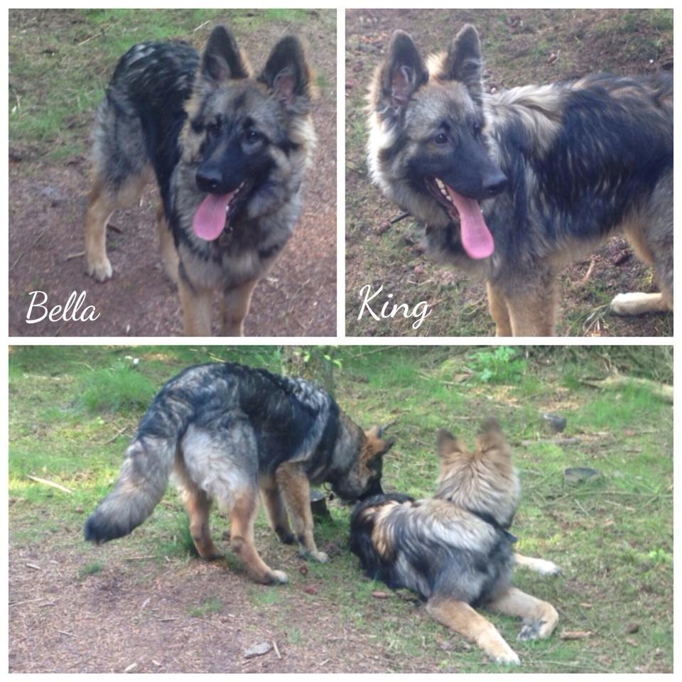 Schæferhund Bella - Bella og hendes bror King billede 26