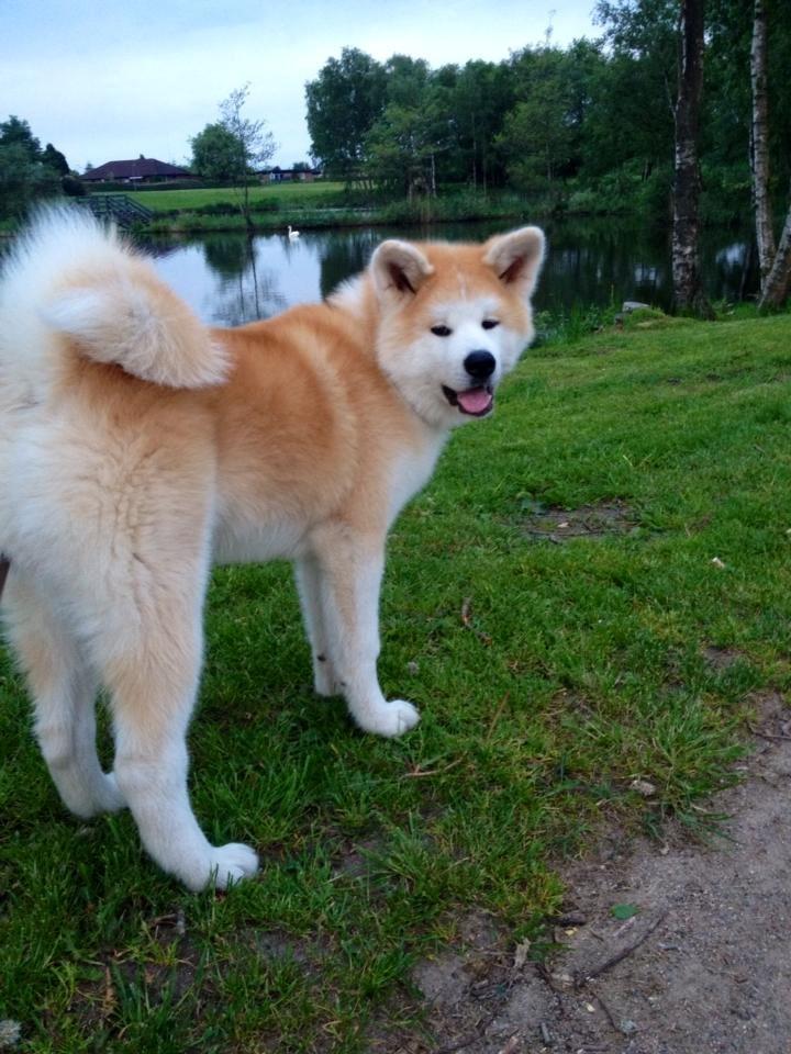 Akita inu K' Kaiser Go Akogareno - På gåtur ved søen billede 2