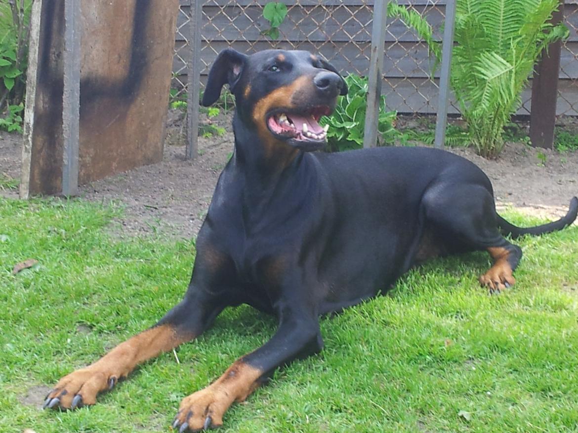 Dobermann DEBBI billede 3