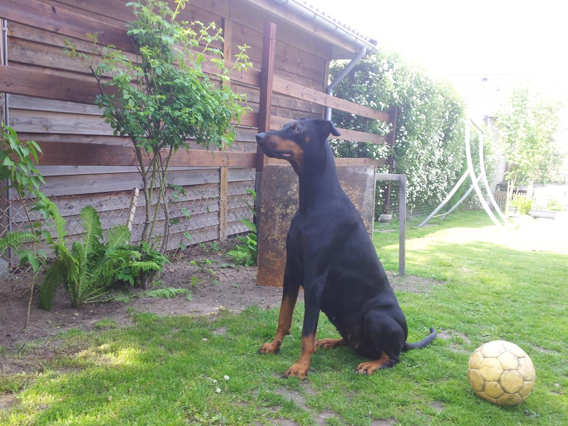 Dobermann DEBBI billede 4