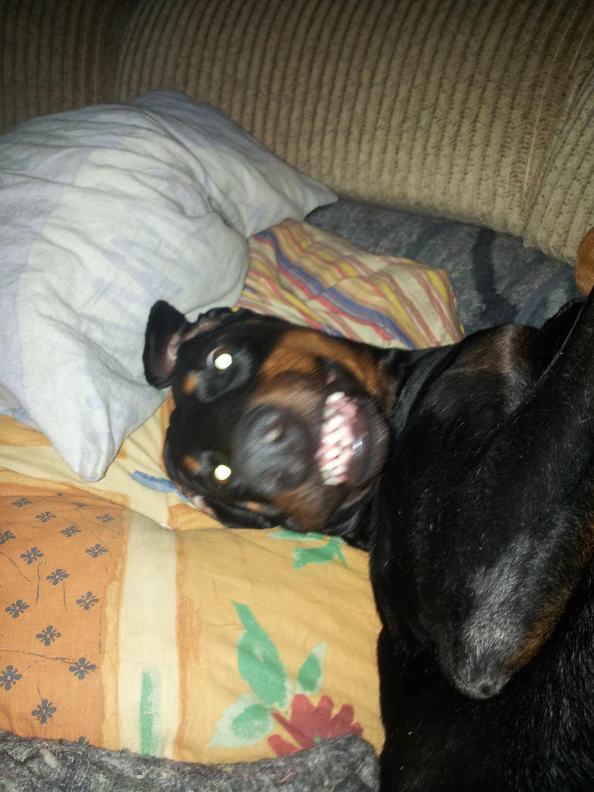 Dobermann DEBBI billede 5