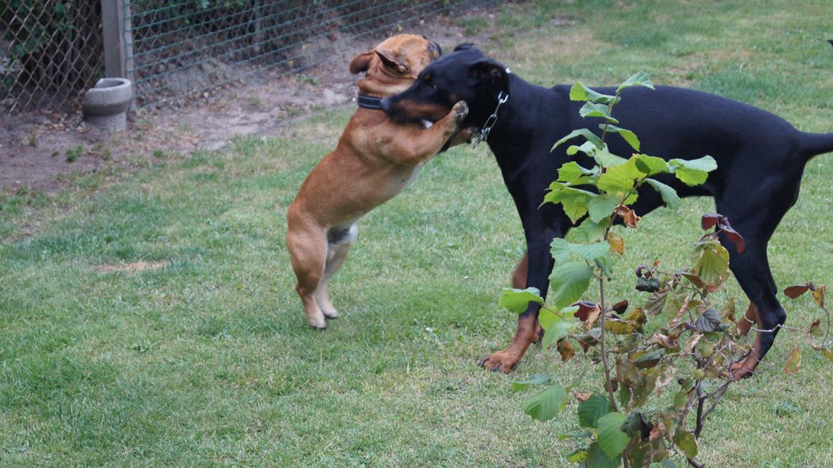 Dobermann DEBBI billede 6