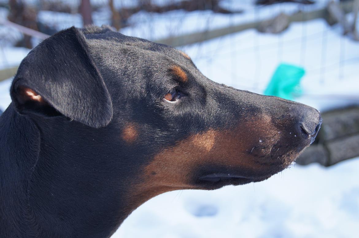 Dobermann DEBBI billede 7
