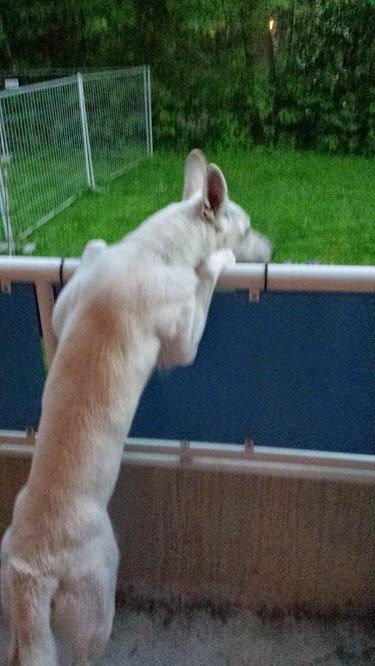 Hvid schæfer Homie billede 34