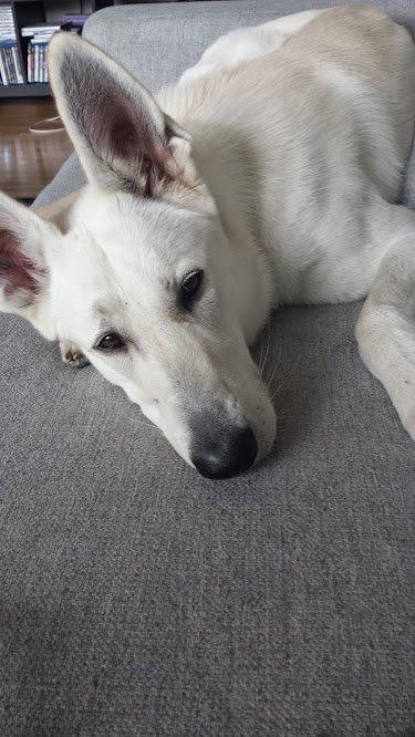 Hvid schæfer Homie billede 35