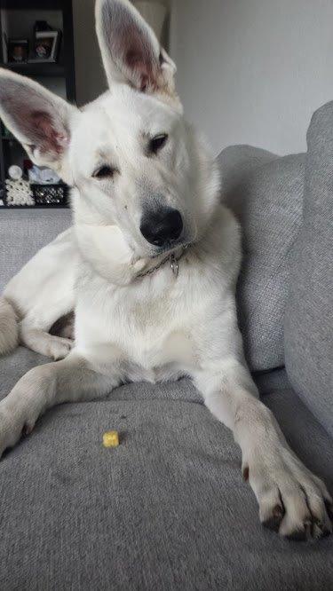 Hvid schæfer Homie billede 36