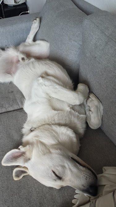 Hvid schæfer Homie billede 37