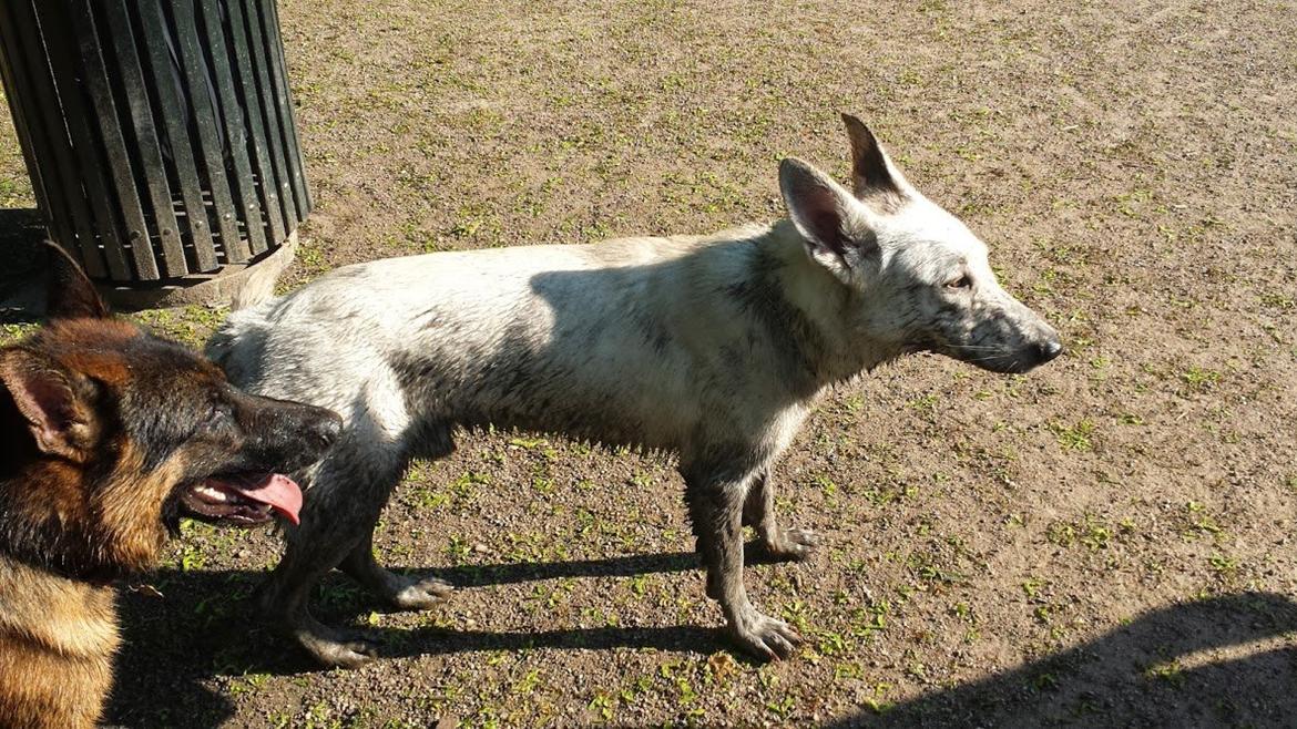 Hvid schæfer Homie - Homie og Viktor fandt lige alle vandhuller i skoven!:) billede 38
