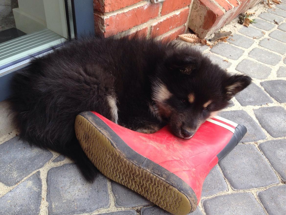 Finsk lapphund Tinka  billede 1