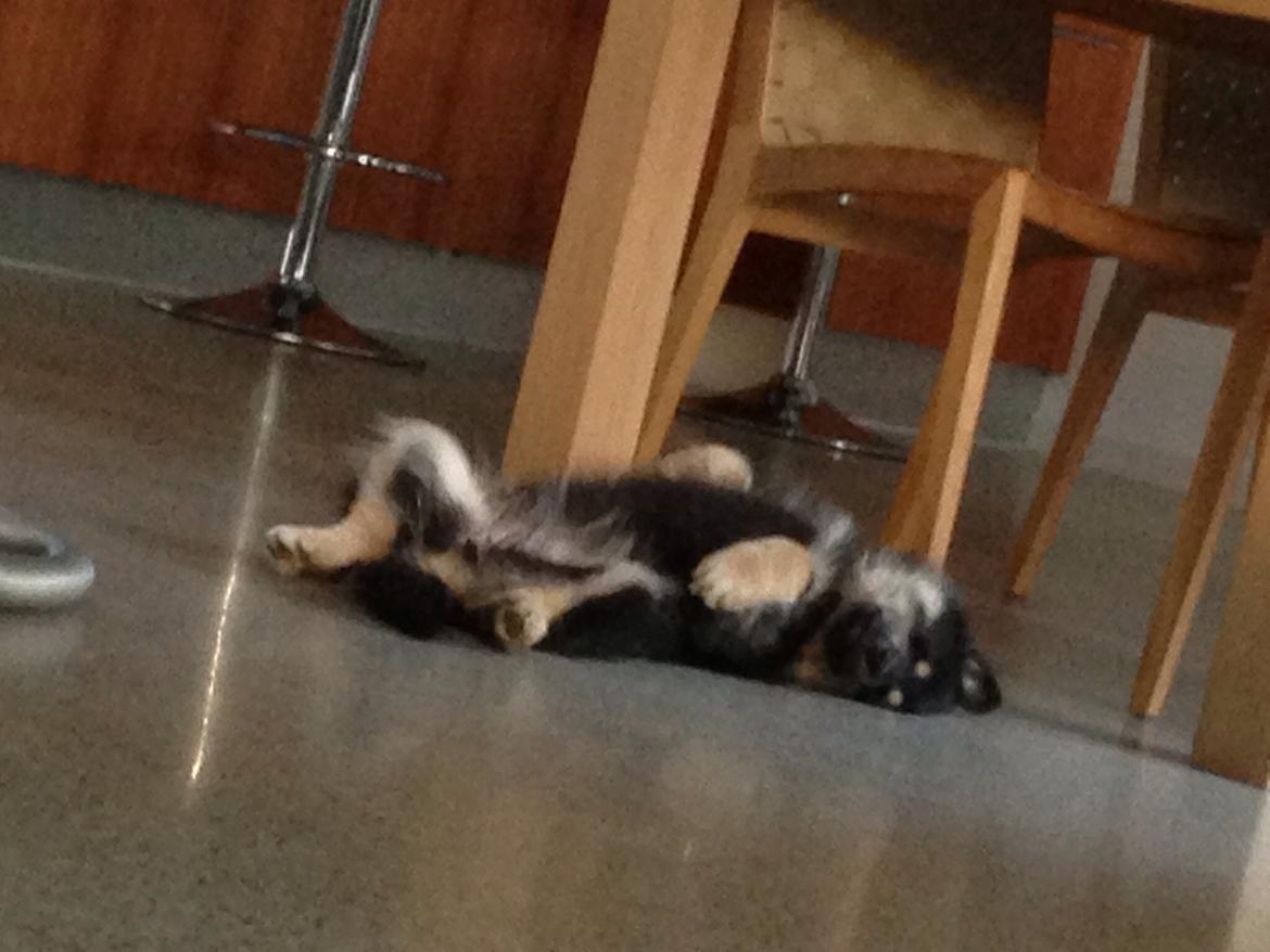 Finsk lapphund Tinka  billede 2