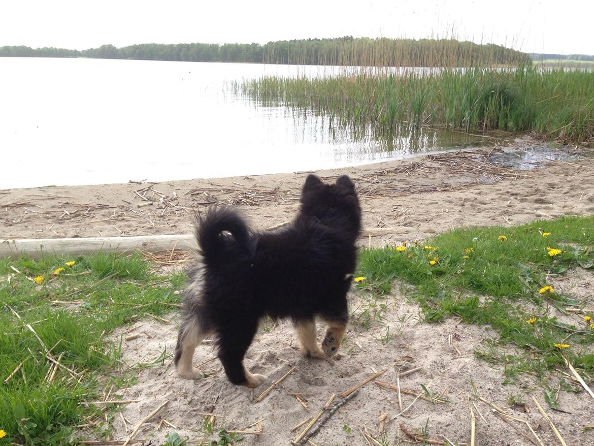 Finsk lapphund Tinka  billede 3