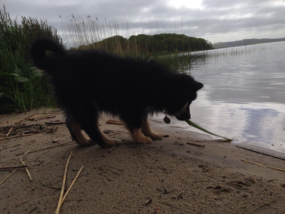 Finsk lapphund Tinka  billede 4