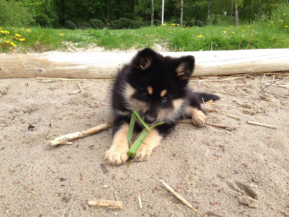 Finsk lapphund Tinka  billede 5