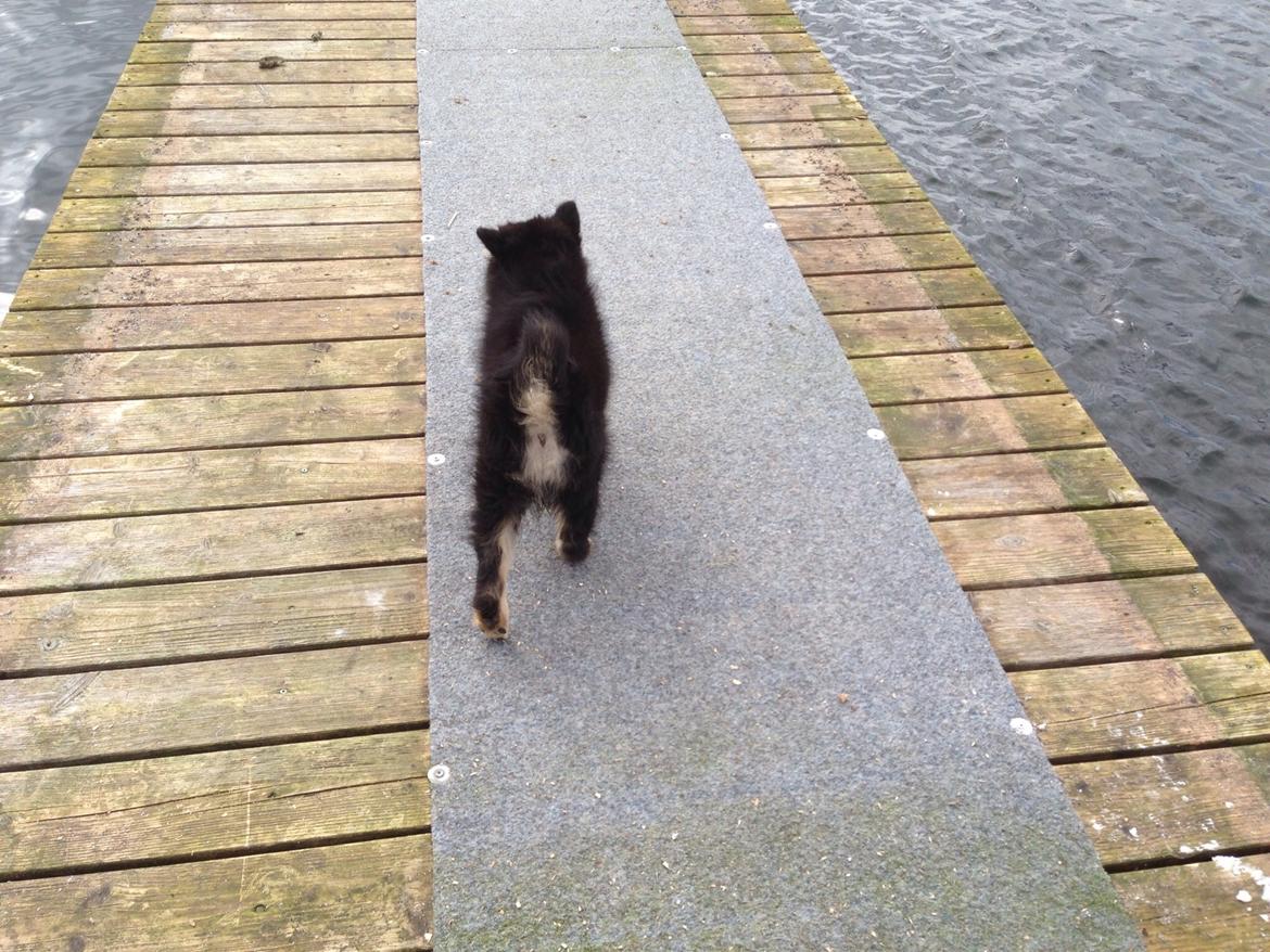 Finsk lapphund Tinka  billede 6