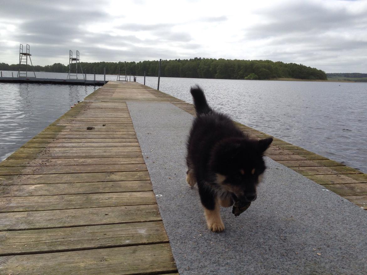 Finsk lapphund Tinka  billede 7