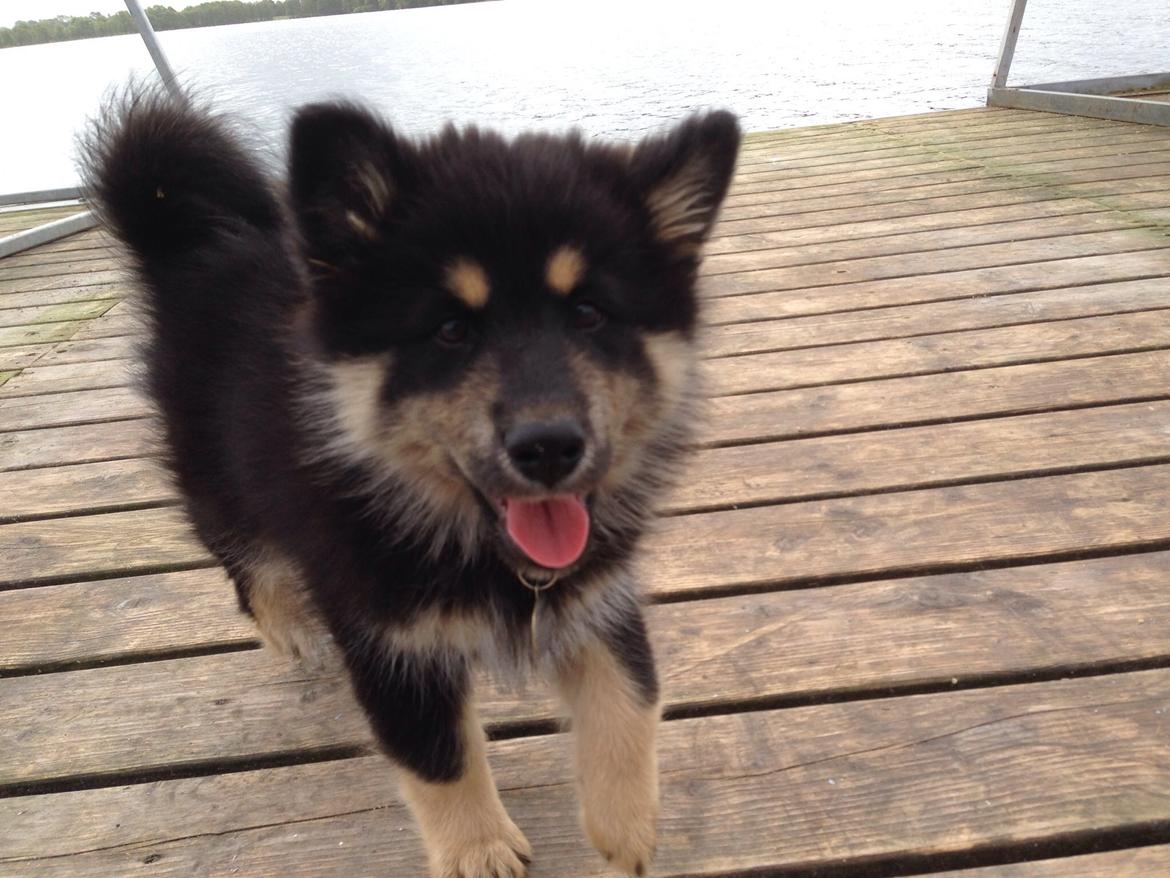 Finsk lapphund Tinka  billede 8