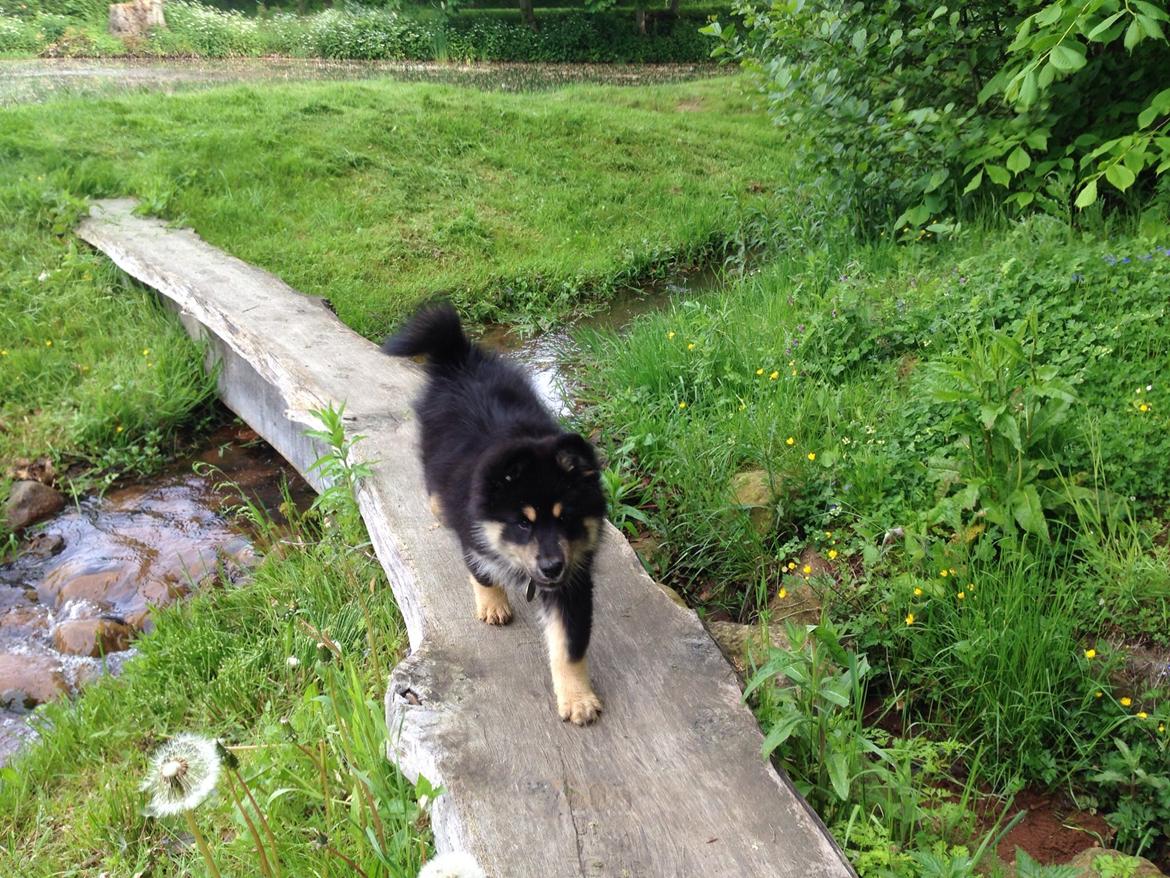 Finsk lapphund Tinka  billede 9
