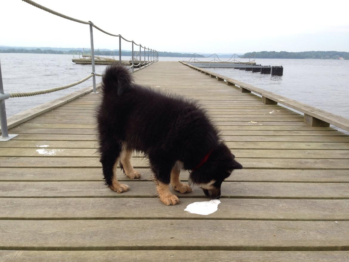 Finsk lapphund Tinka  billede 10