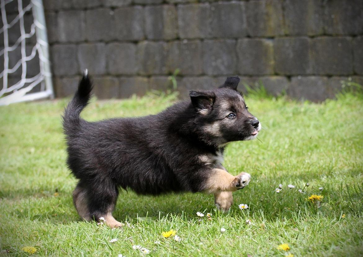 Border collie Bonus billede 6