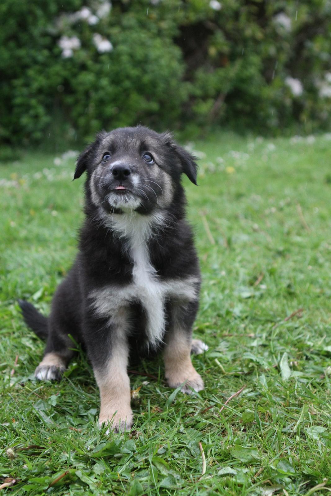 Border collie Bonus billede 2