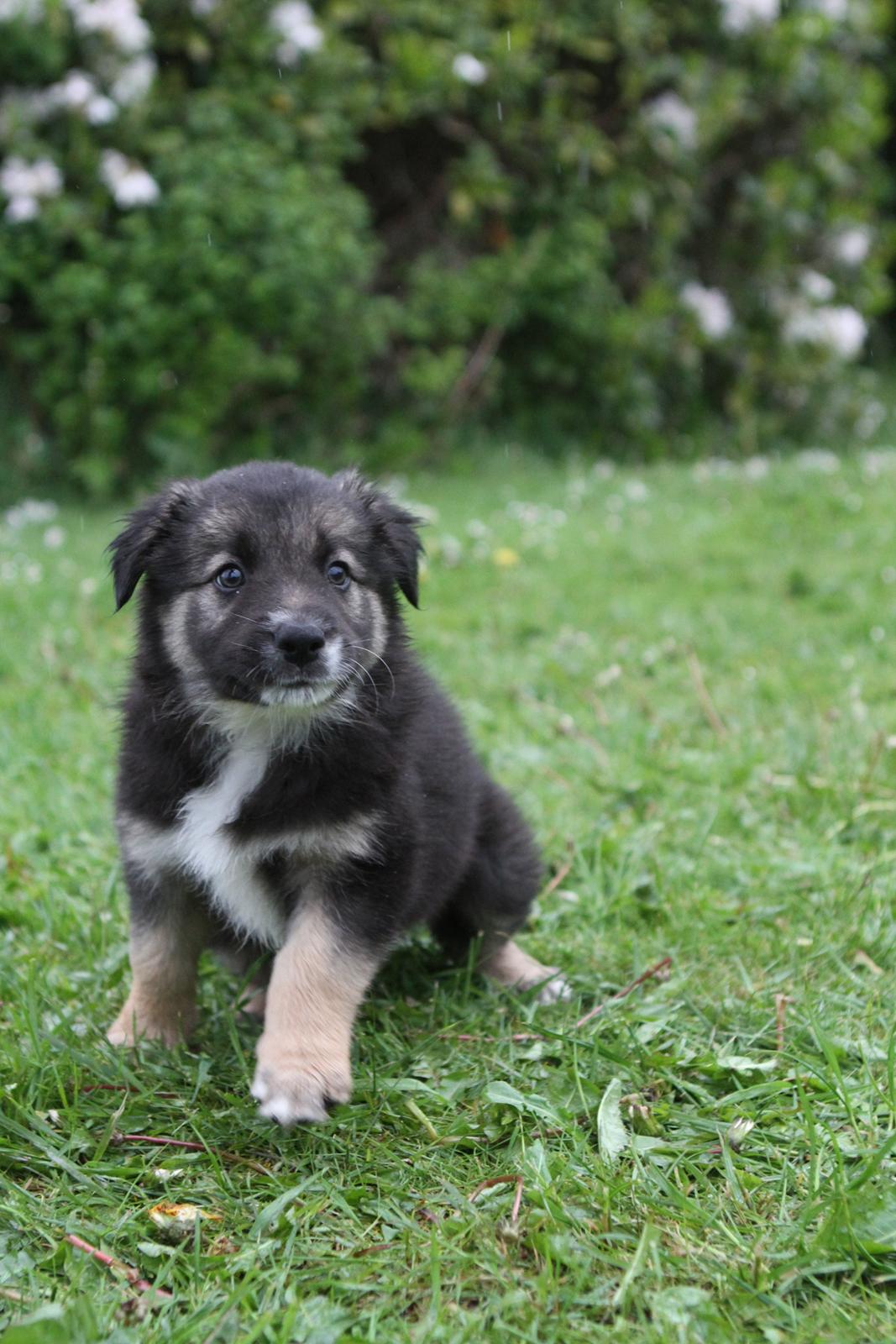 Border collie Bonus billede 7