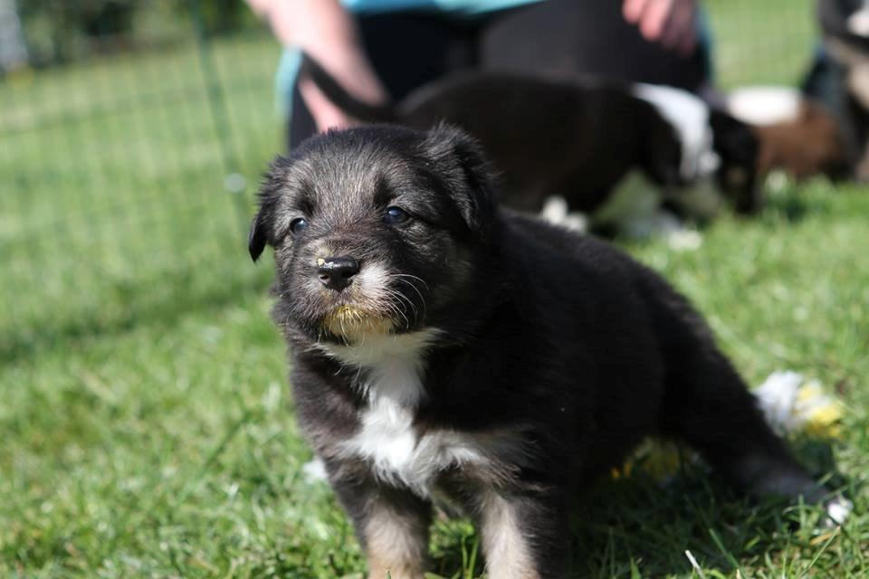 Border collie Bonus billede 4