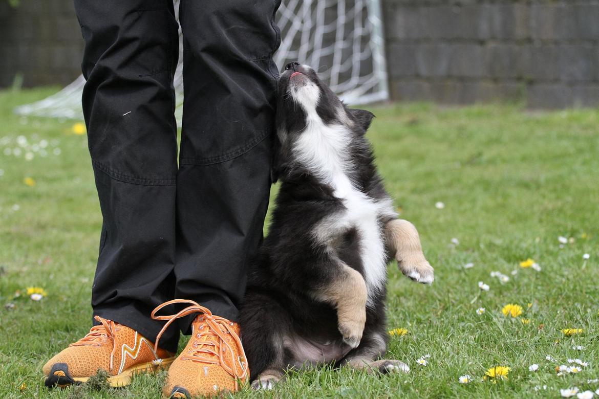 Border collie Bonus billede 8